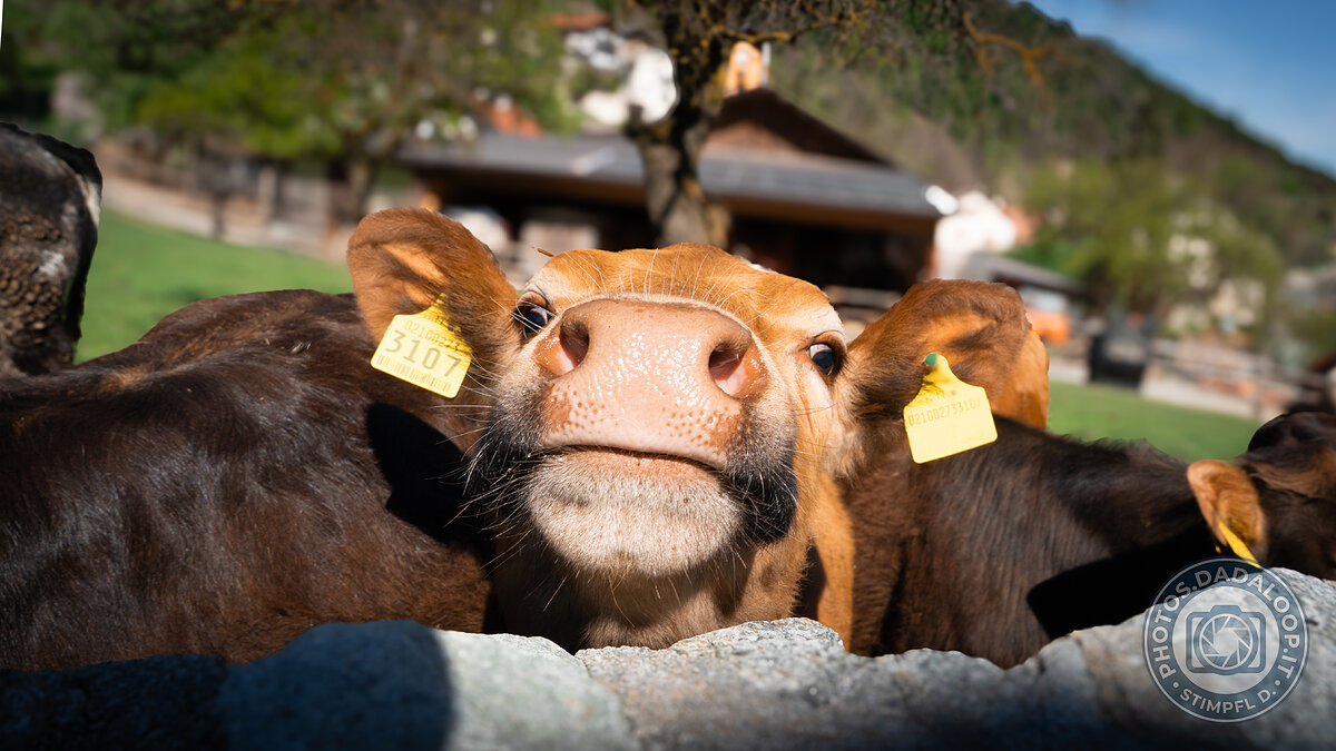 Curious calf muzzle peeks out from the fence