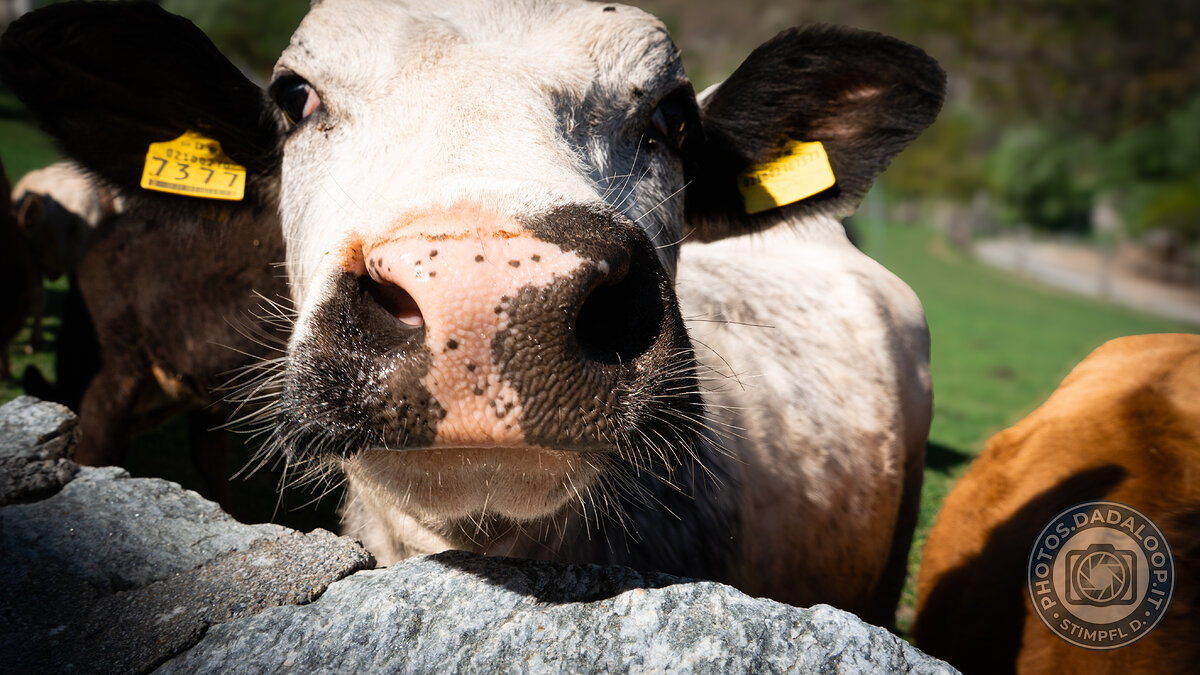 Curious cow's snout with ear tags peeking over a stone wall