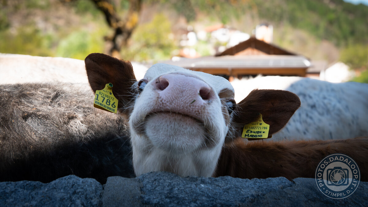 Close-up of a curious cow over a low wall