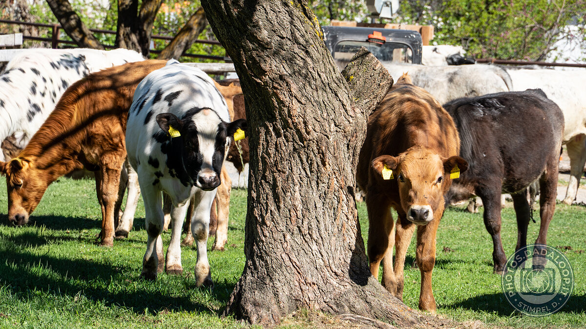 Vitelli curiosi in un pascolo soleggiato, tra erba verde e alberi