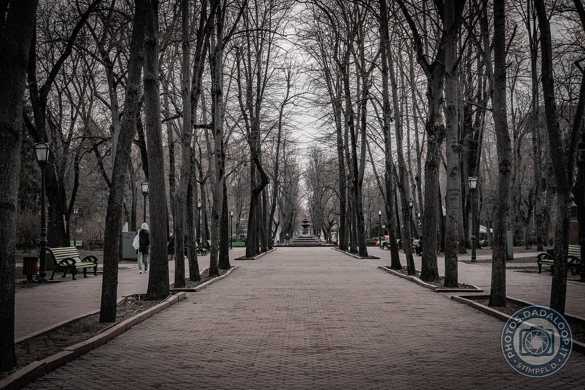 Tree-lined avenue in a city park, winter atmosphere