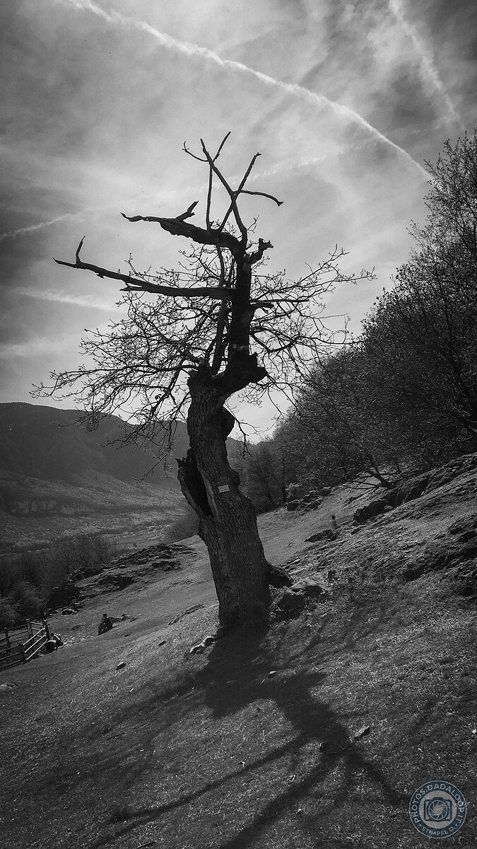 Albero solitario su una collina al tramonto