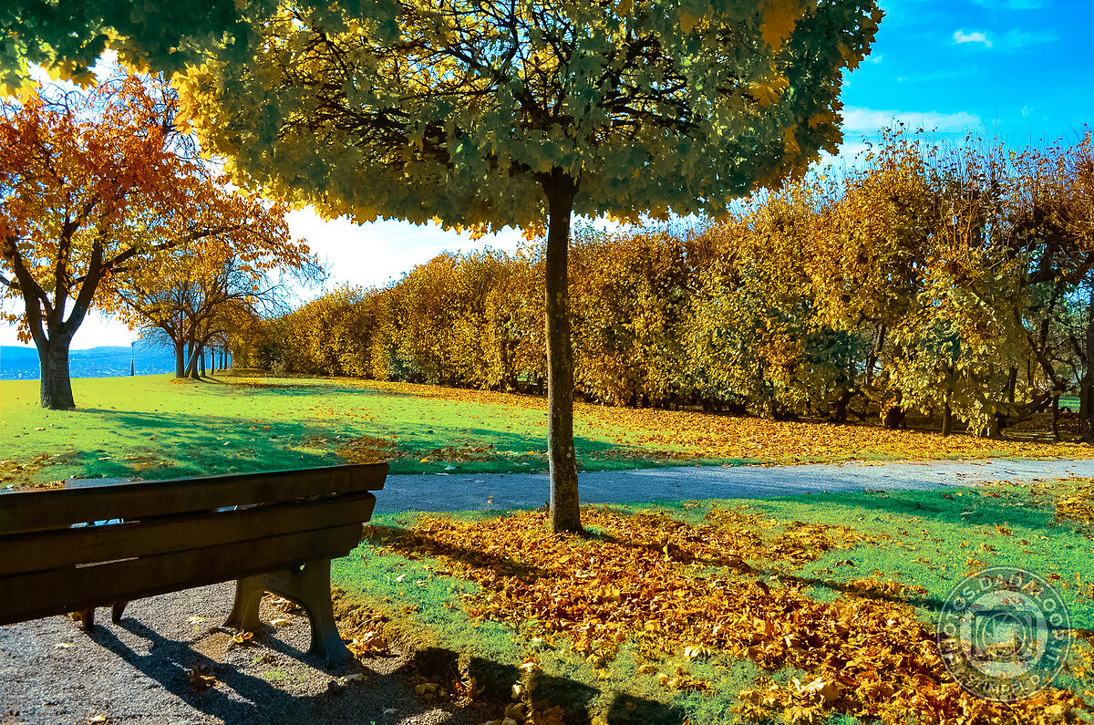 Autunno dorato nel parco: panchina e alberi illuminati dal sole