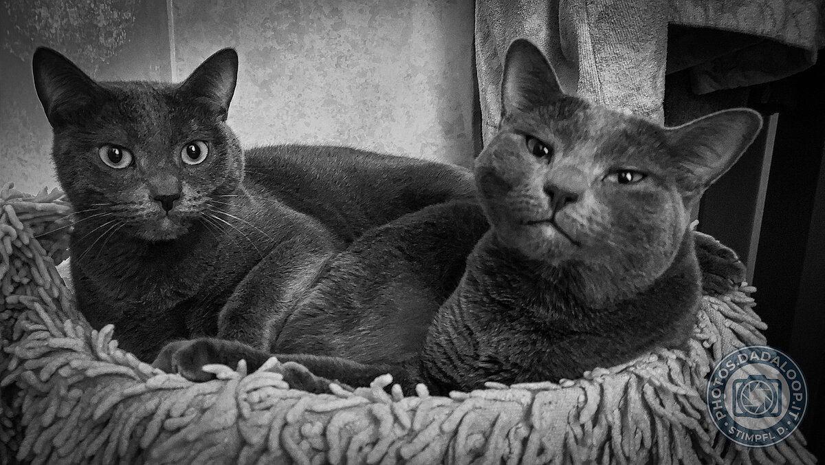 Gatti grigi rilassati nel loro cesto, in bianco e nero