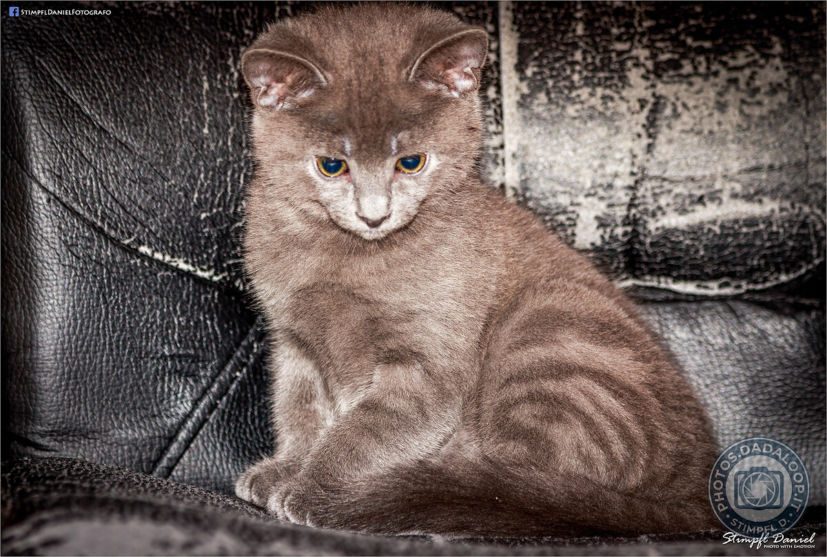 Gattino grigio pensieroso su divano in pelle scura