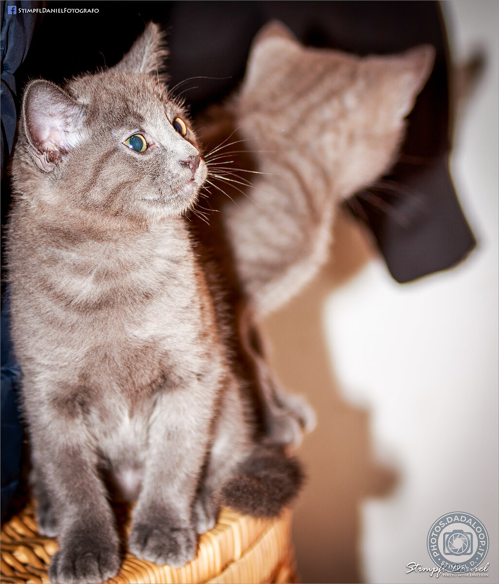 Gattino grigio seduto osserva qualcosa con attenzione