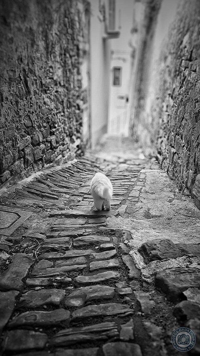 gatto-bianco-cammina-in-un-vicolo-stretto-e-ombroso.jpg