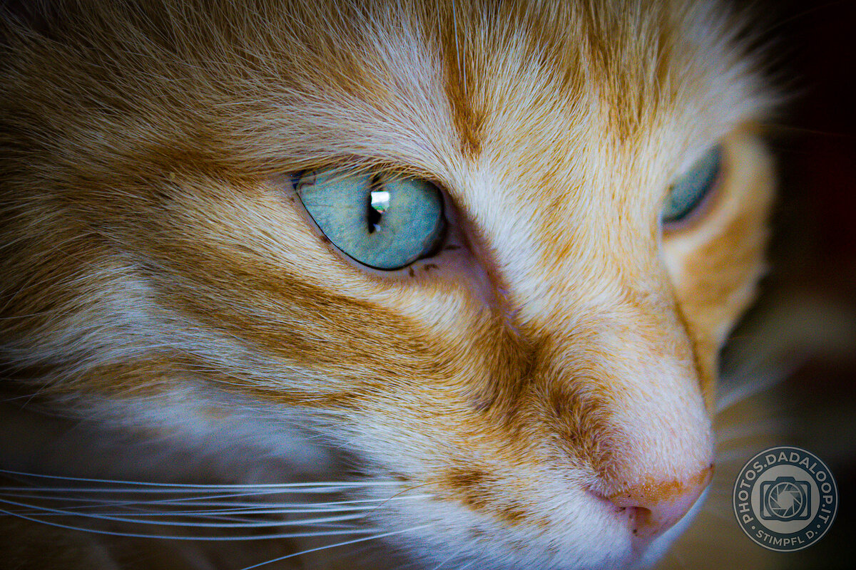 Sguardo intenso: primo piano sul volto di un gatto rosso