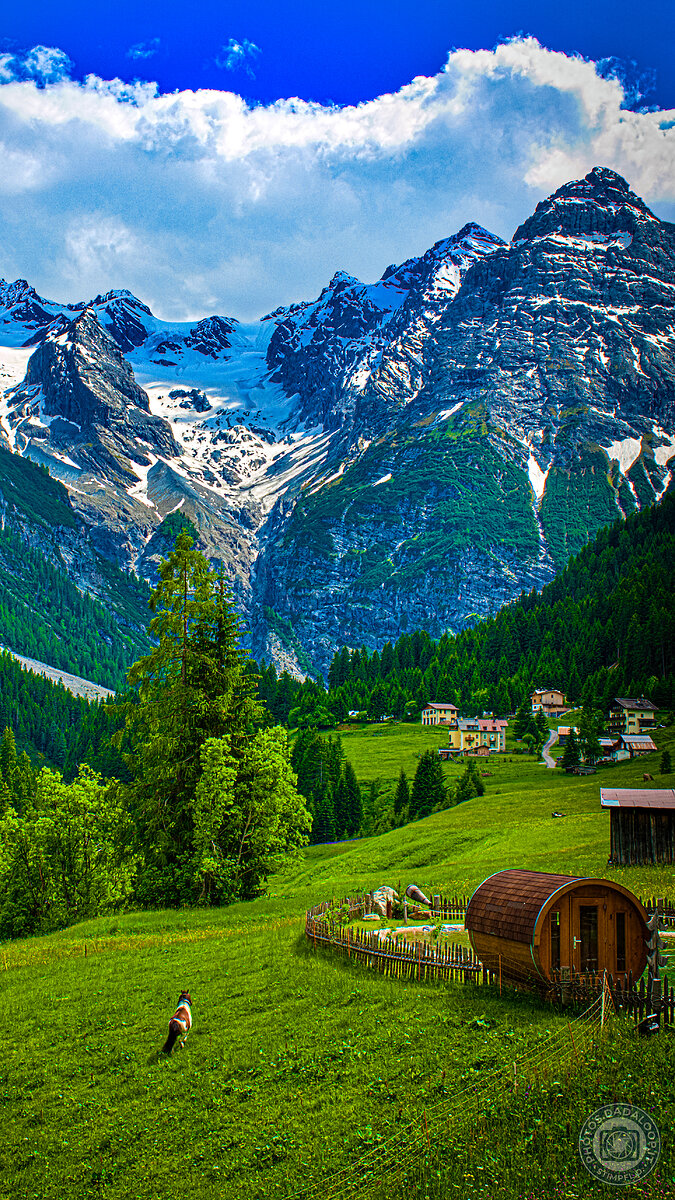 Horse grazing with a view of the snow-capped Alps