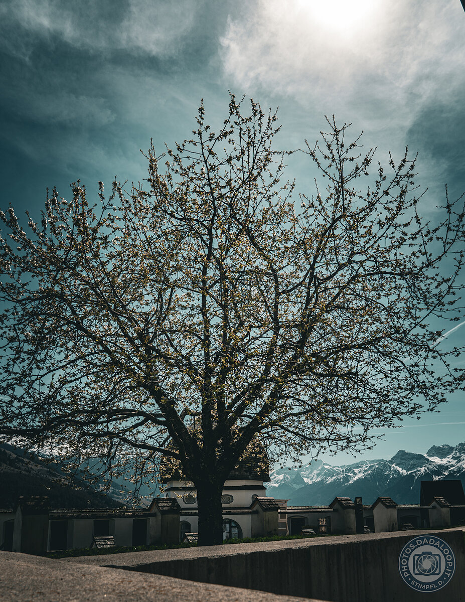 Albero in fiore con montagne innevate sullo sfondo